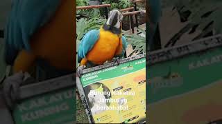 Mau Liat Gak Burung yg Paling Lucu? Burung Kaka Tua Jambul #trending #viral #kakatua #shorts