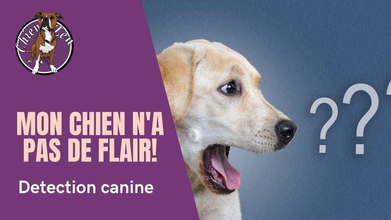 filo mon chien bavard