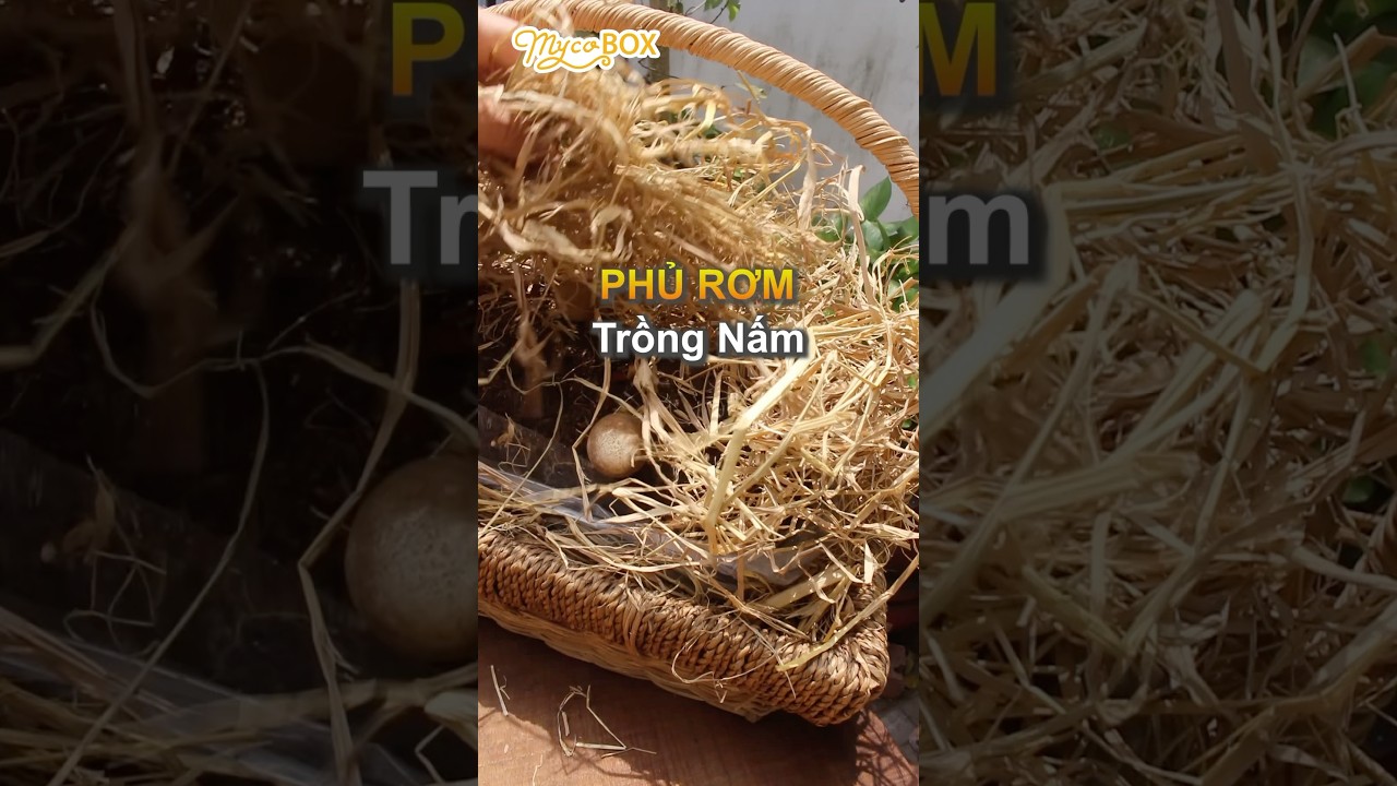 Phủ rơm trồng nấm #MycoBOX #trongnam #namrom #rom #am #tunhien - YouTube