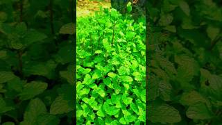 #mint #medicinalplant #ayurvedicmedicine #pudina #pudinaplants #herbs #naturephotography #naturelove