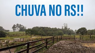 A chuva venho na hora certa! falando sobre os milhos e sobre as vacas!