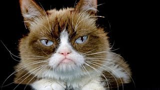 Grumpy Cat dies aged 7 Grumpy Cat dies aged 7