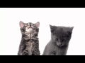 Les chatons dor 2014  dans un monde o la taille ne suffit plus  faire la force