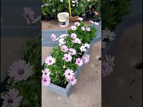 Video: ¿Qué flor parecida a una margarita debo plantar en mi cantero?