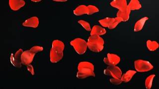 Effects - Falling Rose Petals