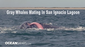 Gray Whales Mating in San Ignacio