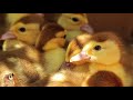 WATCH THESE SWEET BABY BIRDS UNFOLD IN FRONT OF YOUR EYES!