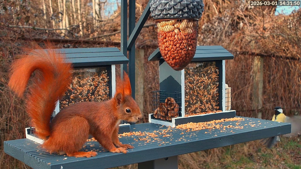 She Emptied the Feeder… But How Many Walnuts Did She Take? 🐿️🥜
