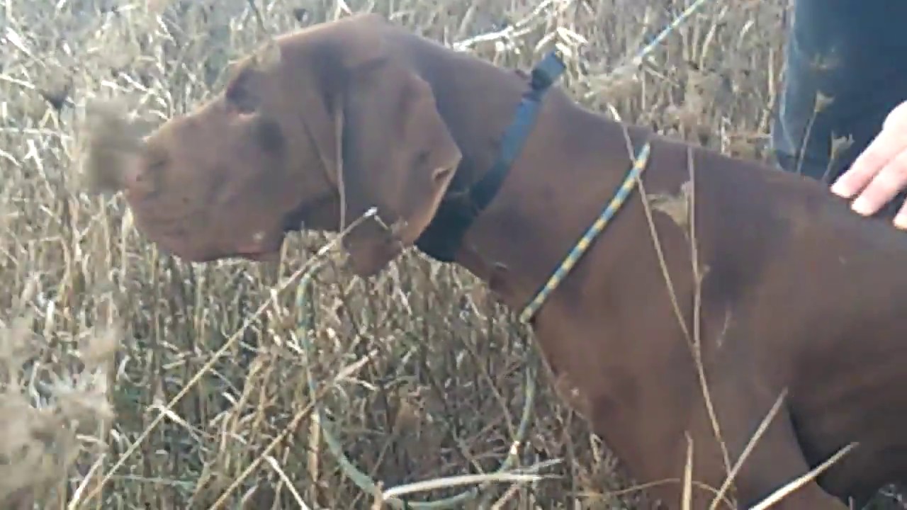 Markiranje na postavljenu divljac 1