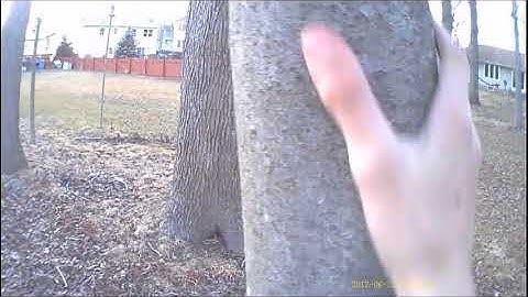 Tree Identification Part 1