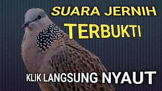Download lagu SUARA PANCINGAN BURUNG TEKUKUR MEMANGGIL LAWAN MP3