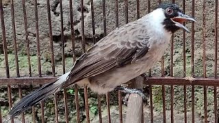 Suara Burung Kutilang BETINA GACOR FuLL Isian