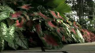 Shapes of Nature in the Summer Garden