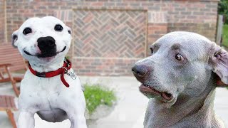 Super Funny Dog Videos 2021 | Tiktok Compilation #2