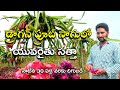 డ్రాగన్ ఫ్రూట్ సాగులో ఆదర్శ యువరైతు || Natural farming in Dragon Fruit ||  Karshaka Mitra