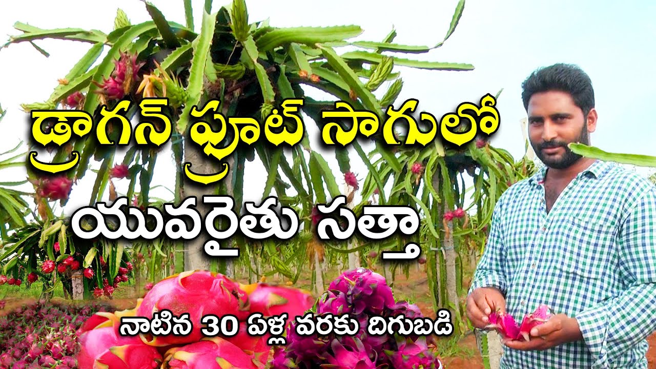 డ్రాగన్ ఫ్రూట్ సాగులో ఆదర్శ యువరైతు || Natural farming in Dragon Fruit ||  Karshaka Mitra