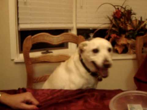 Funny dog wants cheese
