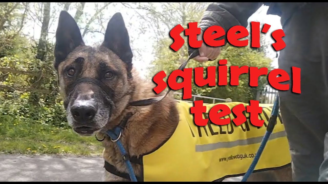 Steel takes his squirrel test, and I tell Steel's story. - YouTube