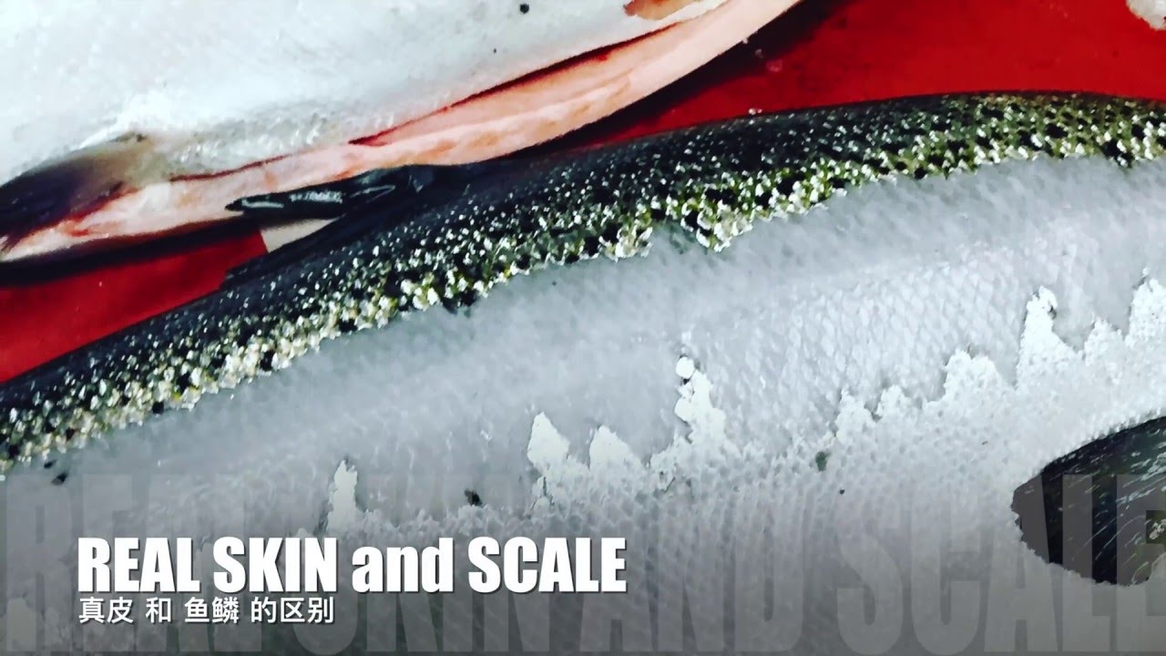 Scaling Salmon 三文鱼去鳞 Youtube Scaling Salmon 三文鱼去鳞 Youtube