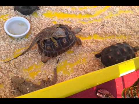 Lizard Riding On Turtle Lizard riding a turtle - YouTube