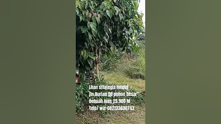 Durian 50 pohon besar" di luas lahan 25.900 M
