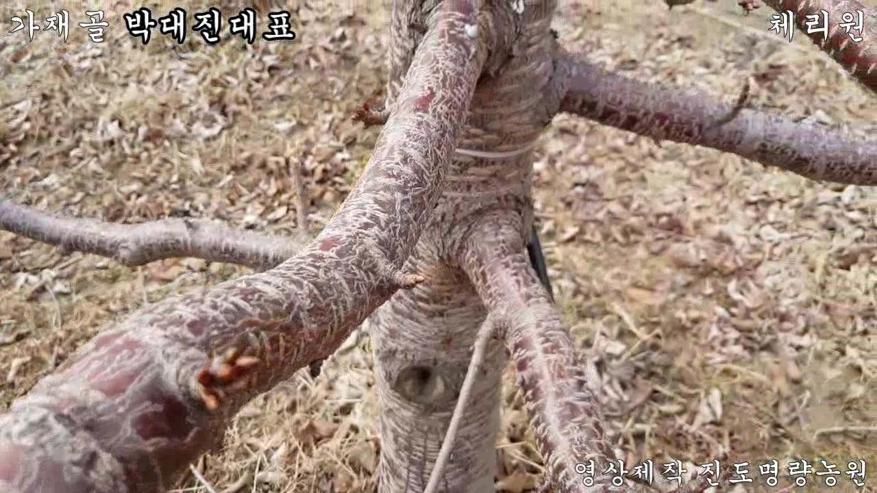 체리나무 주간형 수형구성 과정및 관리.가재골 체리원
