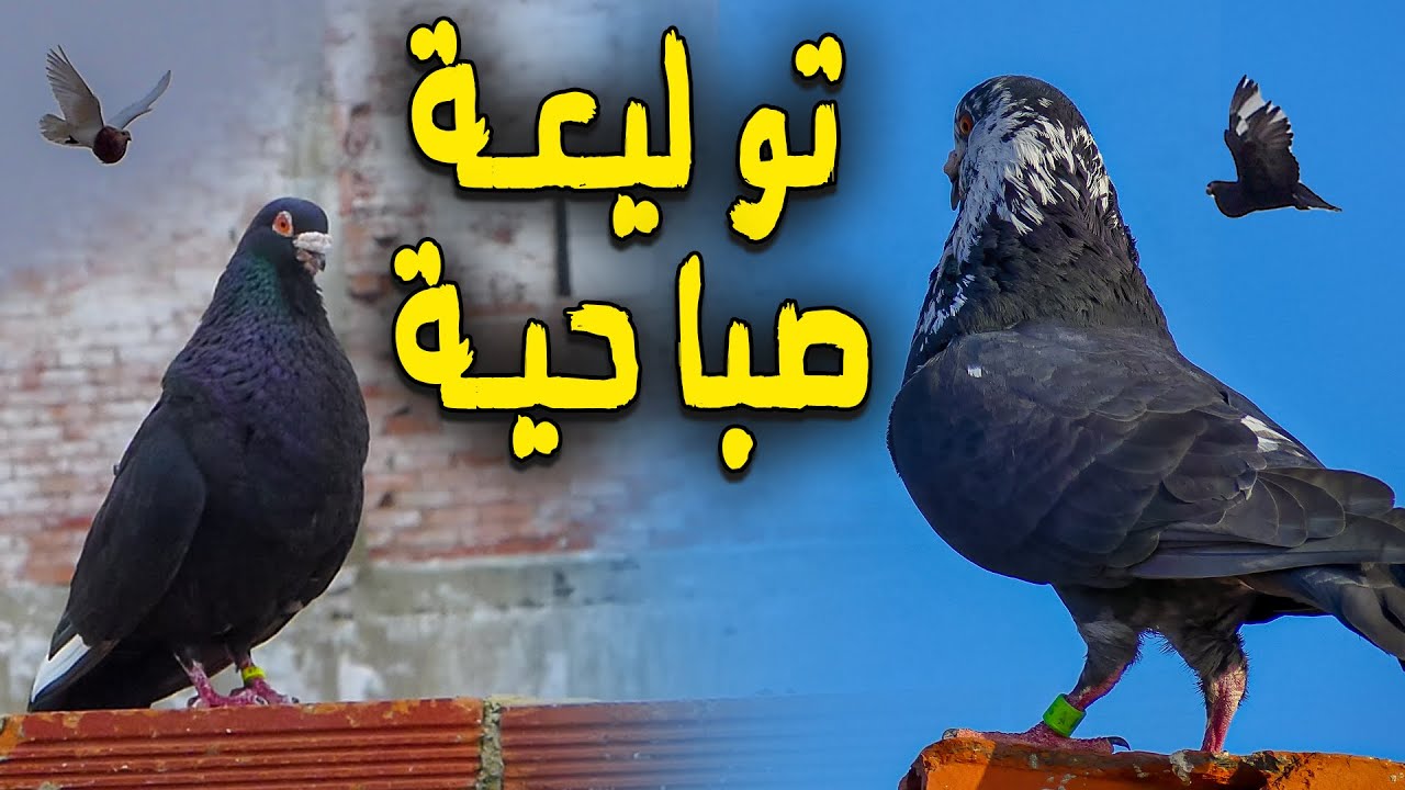 توليعة صباحية فالحمام الادرون| palomos ladrones
