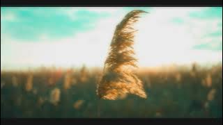Video latar belakang gratis | Sunset | Padang rumput | Ilalang