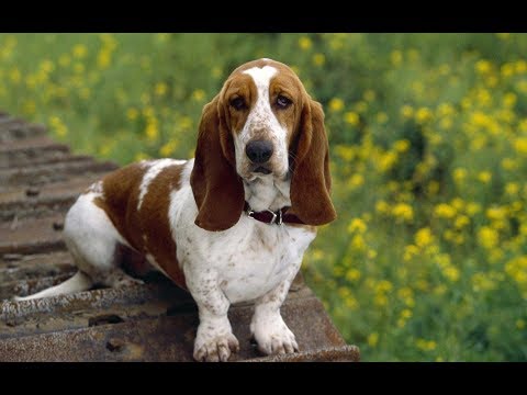 Vídeo: Regras De Cuidados Com O Basset