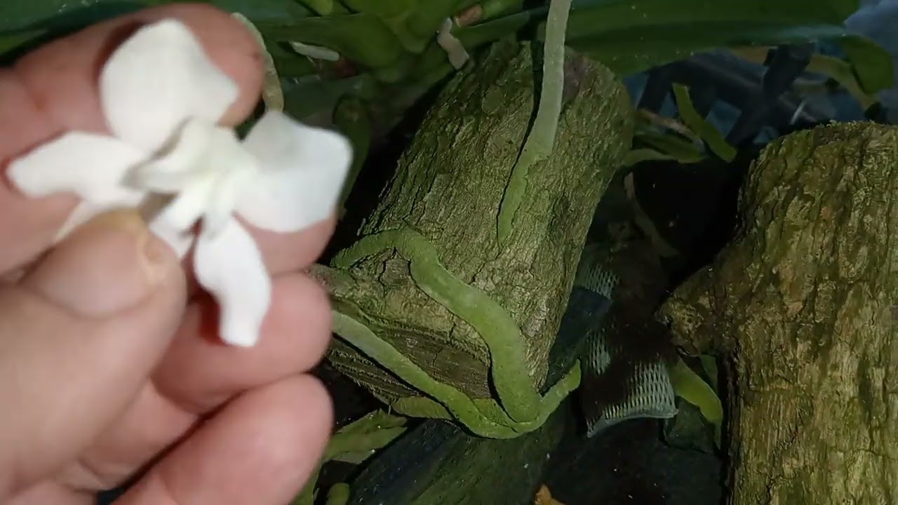 lan rừng bình thuận van đức ngày 19/1/26/LH 0362320154 bao ship toàn quốc đủ loại mặt hàng 