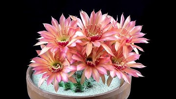 Sounds Design -  Example 1