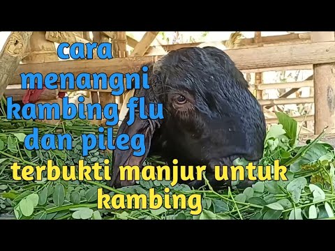 Jamu Herbal Untuk Kambing Batuk Pilek