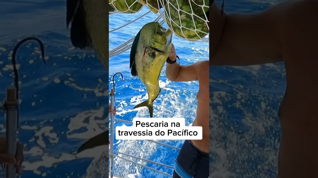 Pescando com arpão durante a travessia do pacífico #pescaria #arpão #velejando