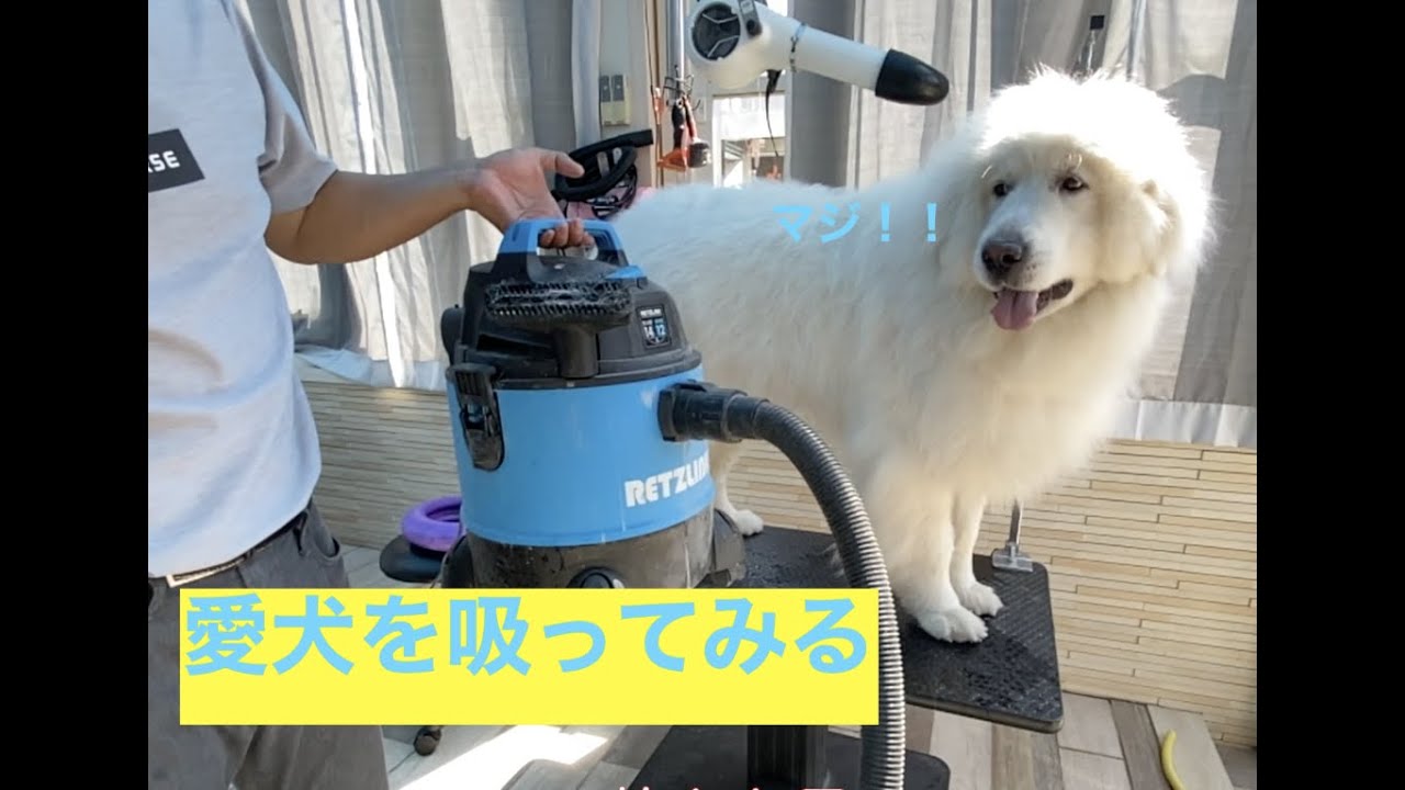 グレートピレニーズの毛を吸引