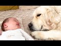 Golden Retriever Refuses To Leave Sleeping Newborn Baby mp3