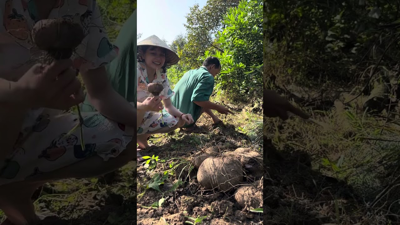 thu hoạch vụ khoai mỡ cùng cha