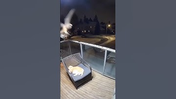 Owl Attacks a Cat in the Backyard