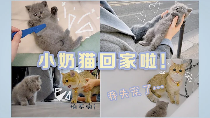 英短小奶猫萌翻全家❤️一向温柔的金渐层葱葱第一次发脾气打人？！给小猫抓虱子洗澡去医院~快来云吸猫！ - 天天要闻