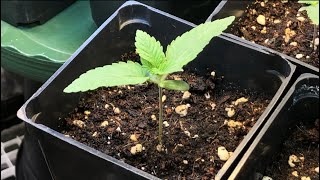 Seedlings double embryo
