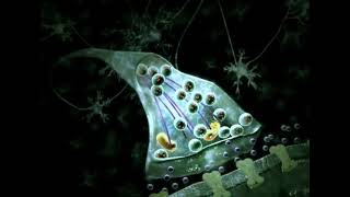 Nerve impulse Animation