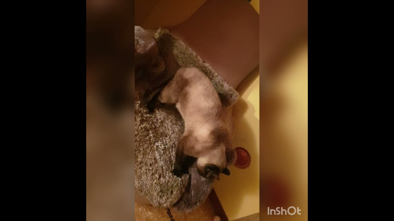 Mogreen, dancin' king