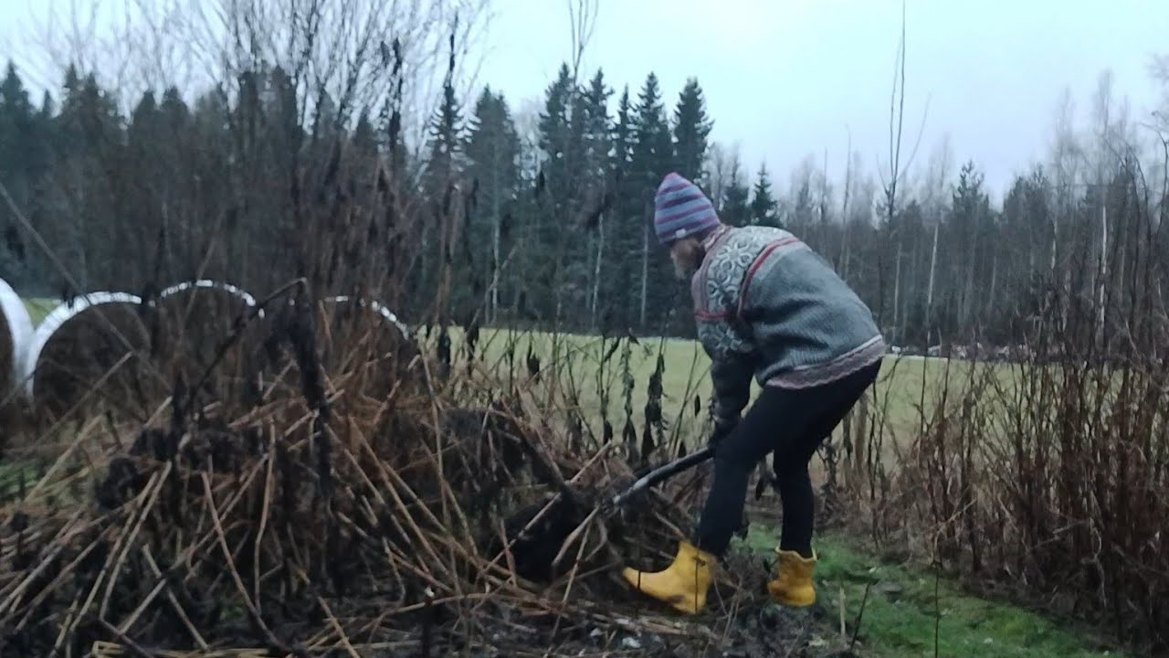 Skördar jordärtskocka i december! 