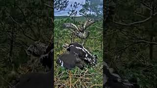 Download Lagu #475P- Review parent and baby birds life in their nest, bird nest with beautiful nature #birdslover MP3 Download Lagu #475P- Review parent and baby birds life in their nest, bird nest with beautiful nature #birdslover MP3