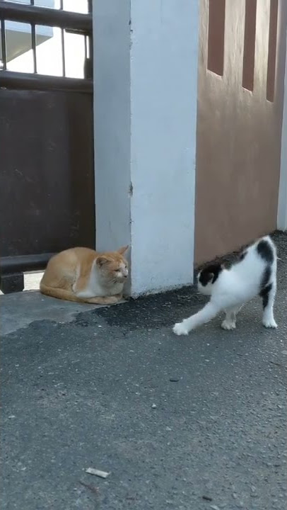 #Shorts Kucing Prikkk