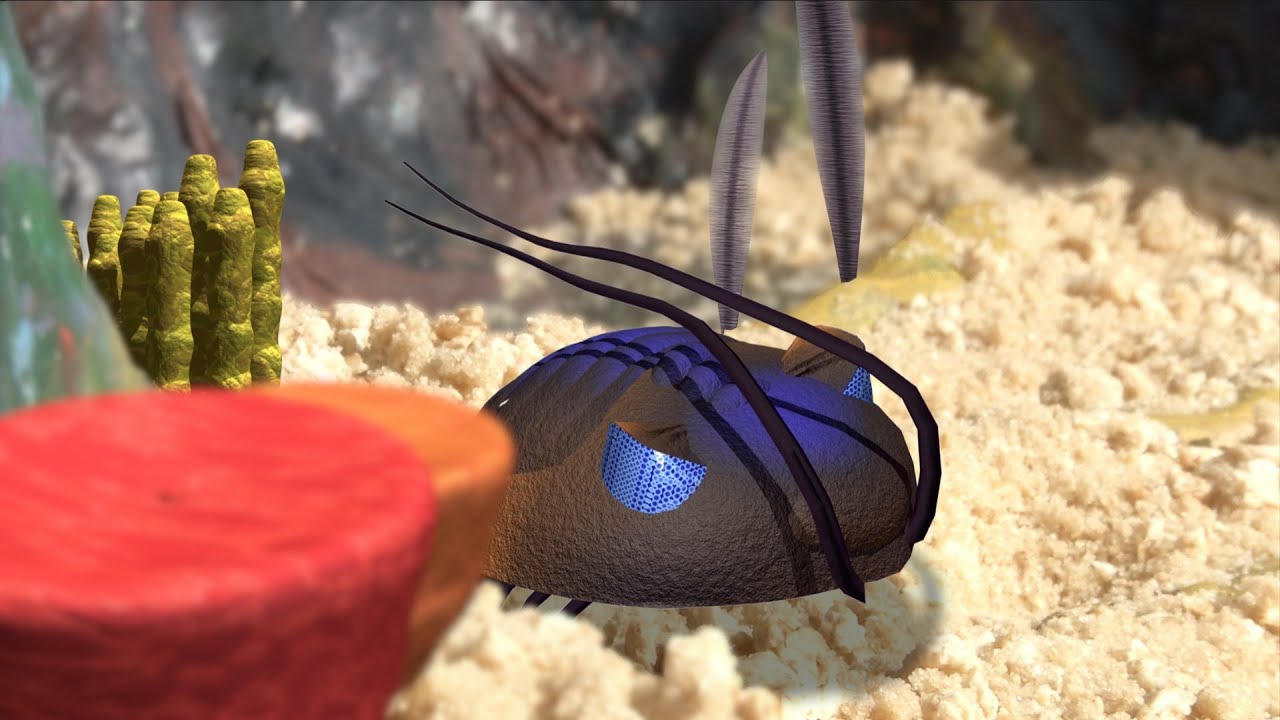 Moroccan Trilobite (Hollardops mesocristata) animation