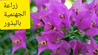 زراعة الجهنمية بالبذور |  How to plant Bougainvillea