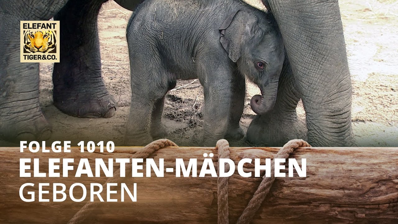 Im Freudentaumel (Folge 1010) | Elefant, Tiger & Co. | MDR