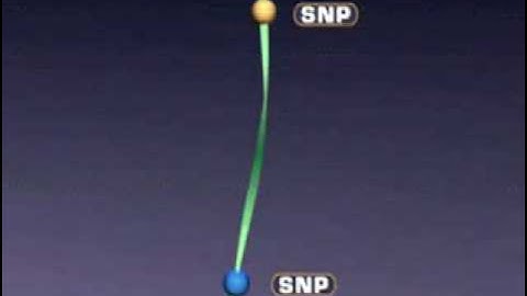 Haplotypes Animation