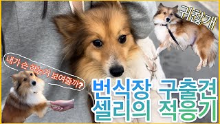 [VLOG]번식장 구출견 셀리의 적응기 | 7일차 | 유기견