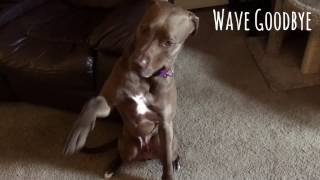 Intermediate Trick Dog Le With Service Dog Colt